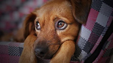 Wie lange kann ein Hund alleine bleiben Wir klären auf