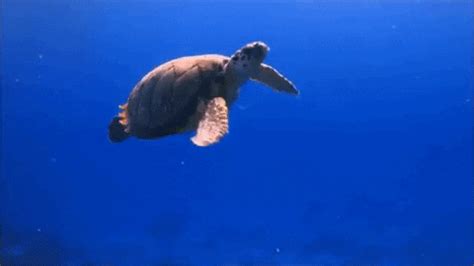 Sea Turtle Ocean GIFs - Get the best GIF on GIPHY