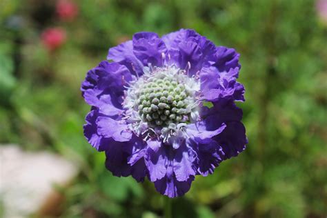 Free Images Nature Blossom Meadow Flower Purple Petal Bloom