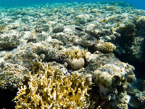 Coral Reef Under Sea Water Stock Image Image Of Travel Coral