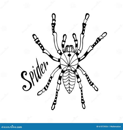 Spider In Zentangle Style Vector Hand Drawn Doodle Sketch For Tattoo