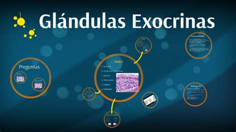 Clasificación Estructural De Las Glándulas Exocrinas 42 OFF