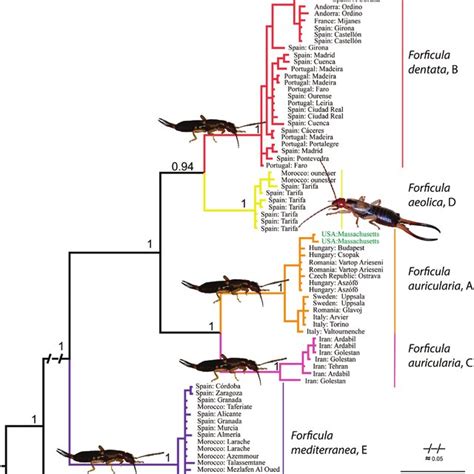 Bayesian Phylogenetic Tree Based On Partial Sequences Of The Coi Mtdna