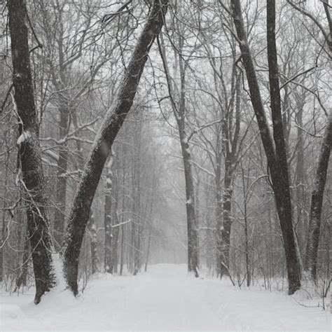 Snowy Forest · Free Stock Photo