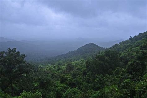 3 Rainforests In India For A Wild Nature Getaway 2024