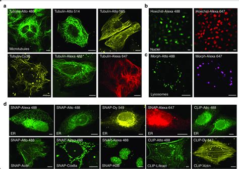 Pv 1 Efficiently Delivers Diverse Cell Impermeable Organic Fluorescent