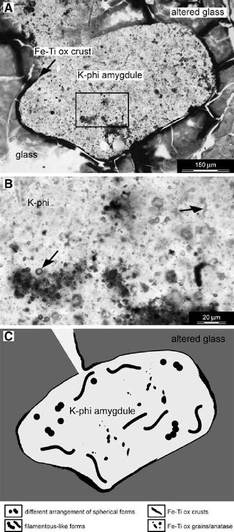 Thin section transmitted-light photomicrograph of an amygdule from the ...