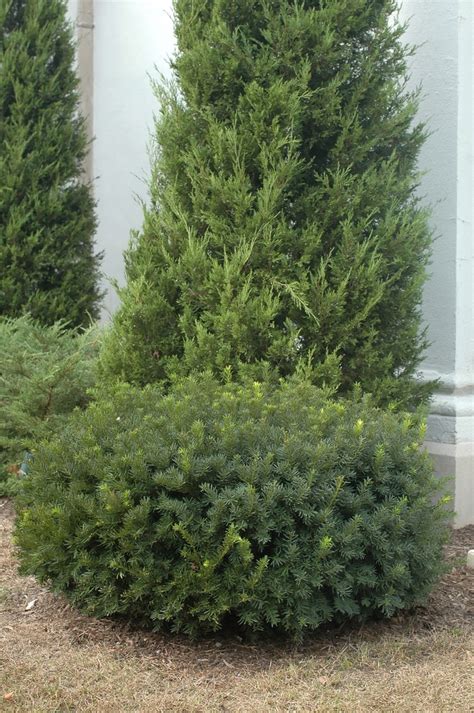 Taxus X Media Chadwick Spreading Yew Garden Center Marketing