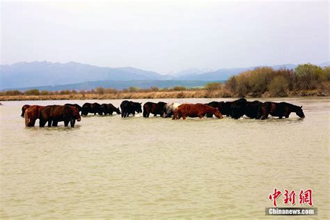 新疆昭苏大草原现天马浴河场景 天山网 新疆新闻门户