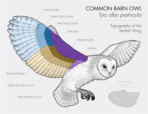 12 best Wing Anatomy images on Pinterest | Wing anatomy, Animal anatomy ...