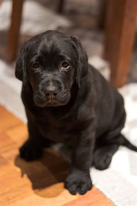 Labradorpuppysittingbyrainey06au 533×800 Pixels Puppy Sitting