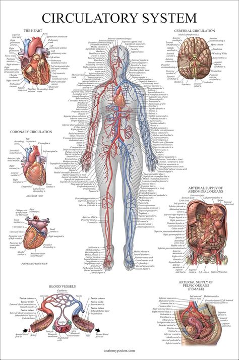 Circulatory System Anatomical Chart Vascular Anatomy Poster Double