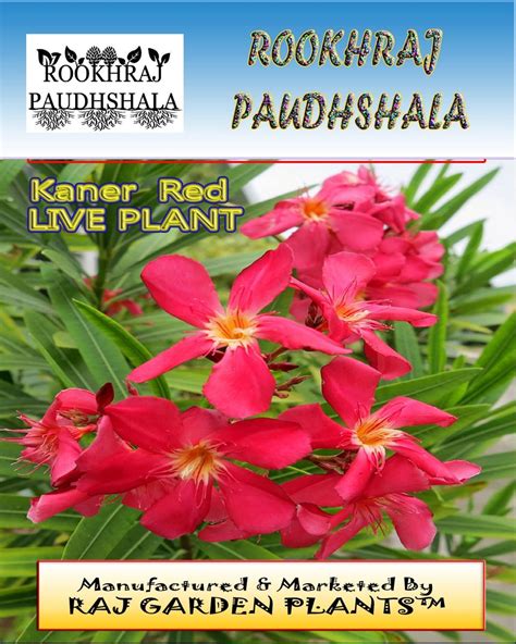 ROOKHRAJ PAUDHSHALA Kaner Indian Oleander Red Flower Plant Nerium