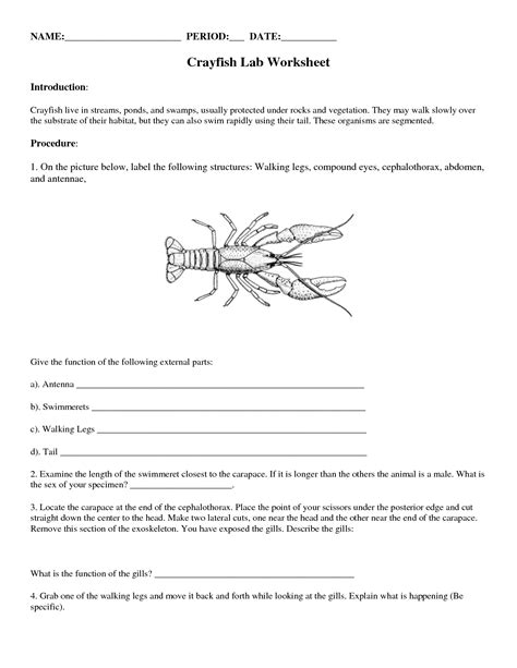 Crayfish Dissection Worksheet - Printable Word Searches