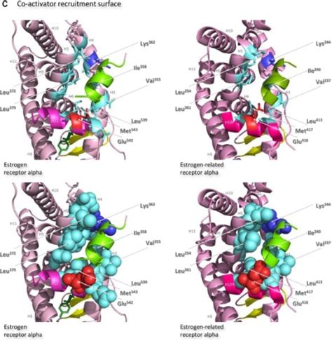 Structures Of The Ligand Binding Domains Of Estrogen Re Open I