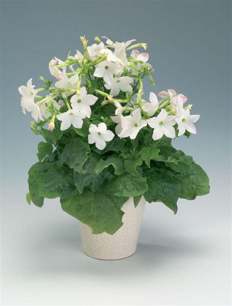 Plants & Flowers » Nicotiana alata