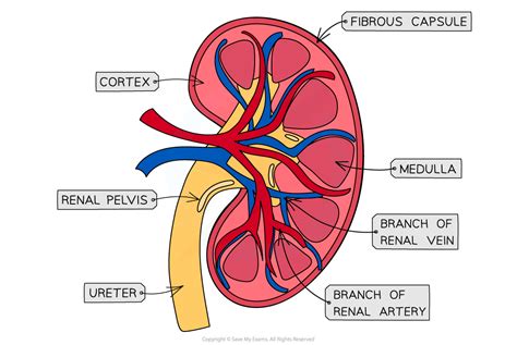 Structures Of The Kidney Diagram Kidney Structures