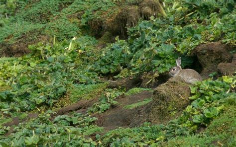 Introduction The European Rabbit Oryctolagus Cuniculus Is A Serious Environmental And