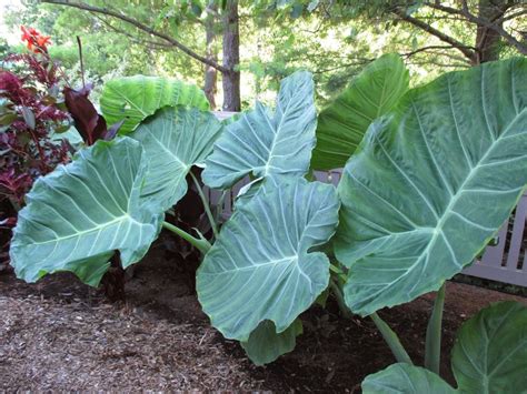 Live Bulbs Colocasia Gigantea Thailand Giant Thai Elephant Ear Huge