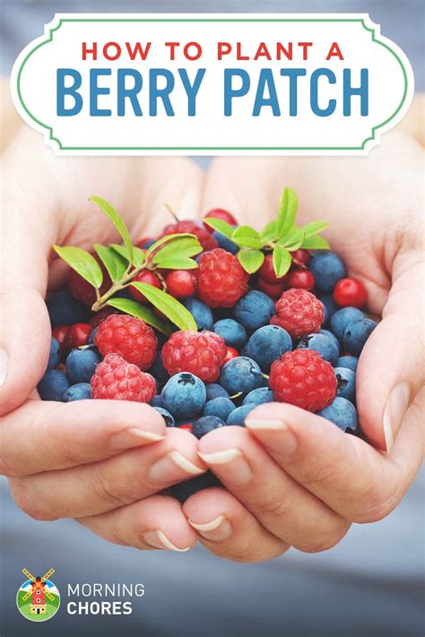 Growing Berries: How to Plant a Berry Patch (Strawberries, Blueberries ...