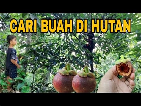 CARI BUAH BUAHAN DI HUTAN MALAH DAPAT SISA TUPAI Subscribe Trending