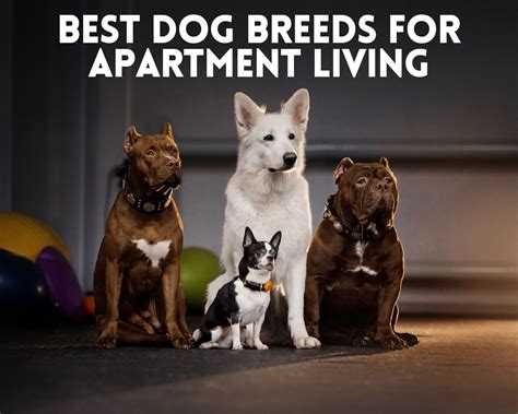 Best Dog Breeds For Apartment Living 4 The 4 Paws