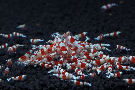 crystal red shrimp grades care size breed facts traits