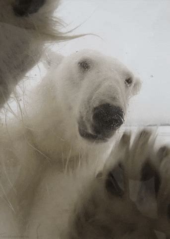 En Noruega Matan A Un Oso Polar Por Atacar A Un Guardia De Turistas