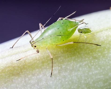 Garden Pests Nz Identification Fasci Garden