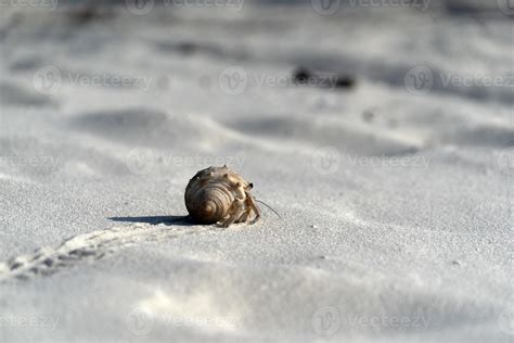 Hermit Crab On White Sand Tropical Paradise Beach 17712886 Stock Photo