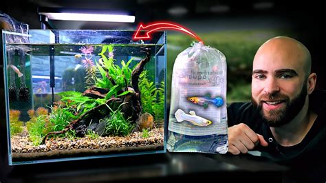 Making An Exotic Guppy Nano Tank Snow White Guppys Youtube