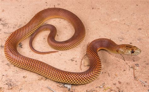 King Brown Snake