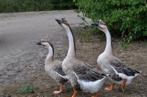 Qué Significa Soñar Con Patos O Gansos