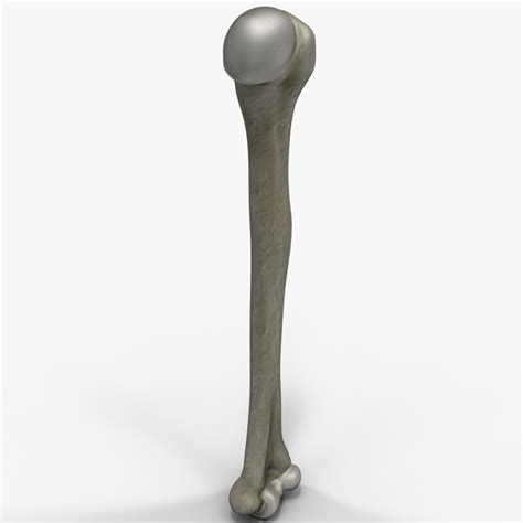 Humerus Bone 3d Model