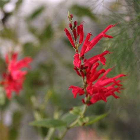 Pineapple Sage - Potager Garden