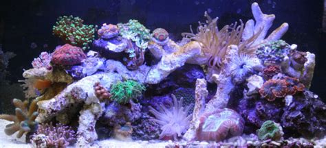 Aquascape 16 Gallon Nuvo Tank Shots Nano Reef Community