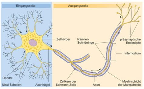 Anatomie Nervensystem Flashcards Quizlet