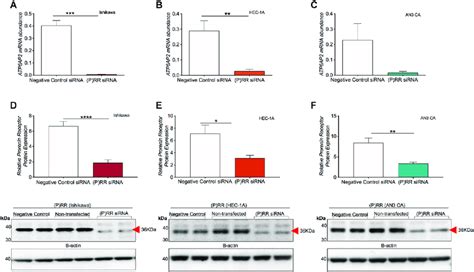 SiRNA Knockdown Of ATP6AP2 Gene And Protein P RR Expression In