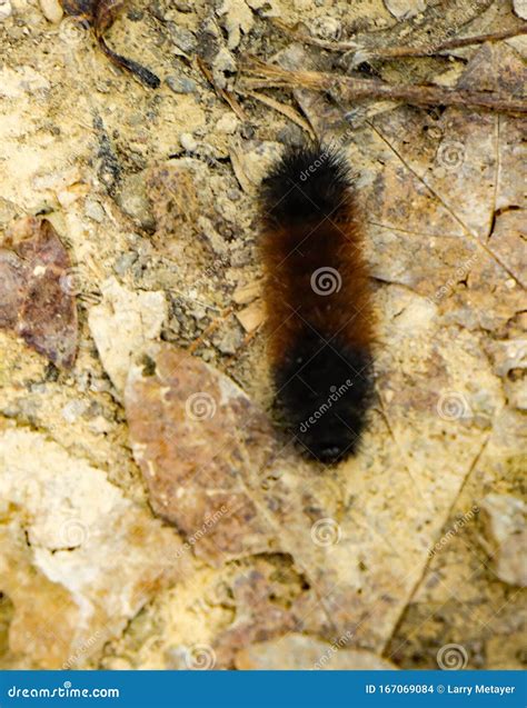 Isabella Tiger Caterpillar stock photo. Image of woolly - 167069084