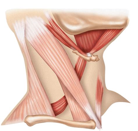 Neck Muscles Anterolateral Diagram Quizlet