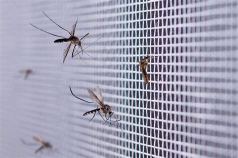 Alerta por la invasión de mosquitos en el AMBA hasta cuándo puede