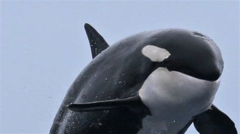 Petition · Petition To Change The Name Killer Whale To Killa Whale