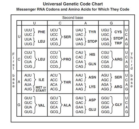 Codon Chart Worksheet