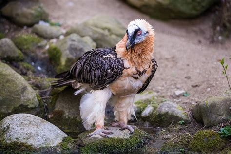 How Old And New World Vultures Differ Buffalo Bill Center Of The West