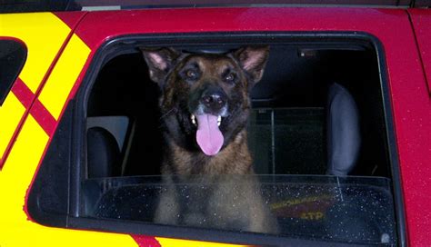 Cão farejador que atuou em tragédias de Petrópolis e Palotina viaja