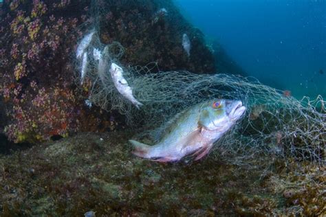 Plastic Is Suffocating Coral Reefs — And It S Not Just Bottles And Bags Wfae 90 7 Charlotte