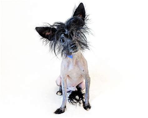 Humane Society Silicon Valley Blog Naked Nuggets Descend In Droves