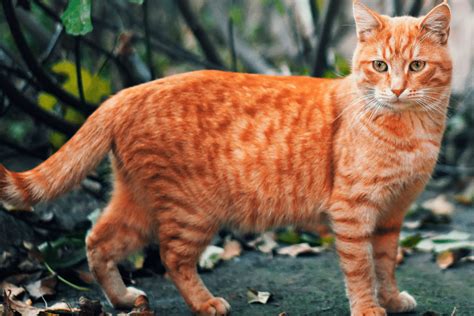 Norwegian Forest Cat Breed Facts Blog Cattitude