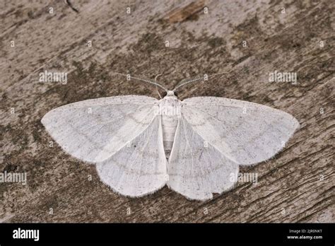 Detailed Closeup On The Common White Wave Geometer Moth Cabera Pusaria