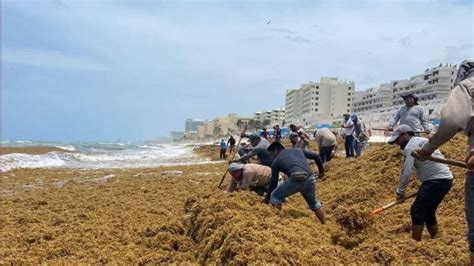 Sargazo En Quintana Roo Nasa Advierte Exceso De Sargazo Hay Playas